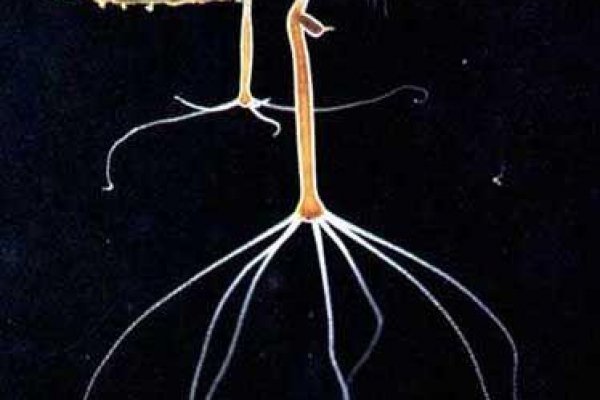 Качественные стратегии с кракен сайт ссылка